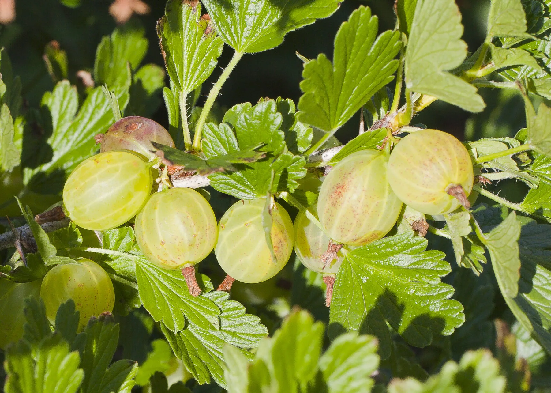 Grüne, hellgelb-grüne Stachelbeeren hängen an einem sonnigen Zweig mit gelapptem Laub