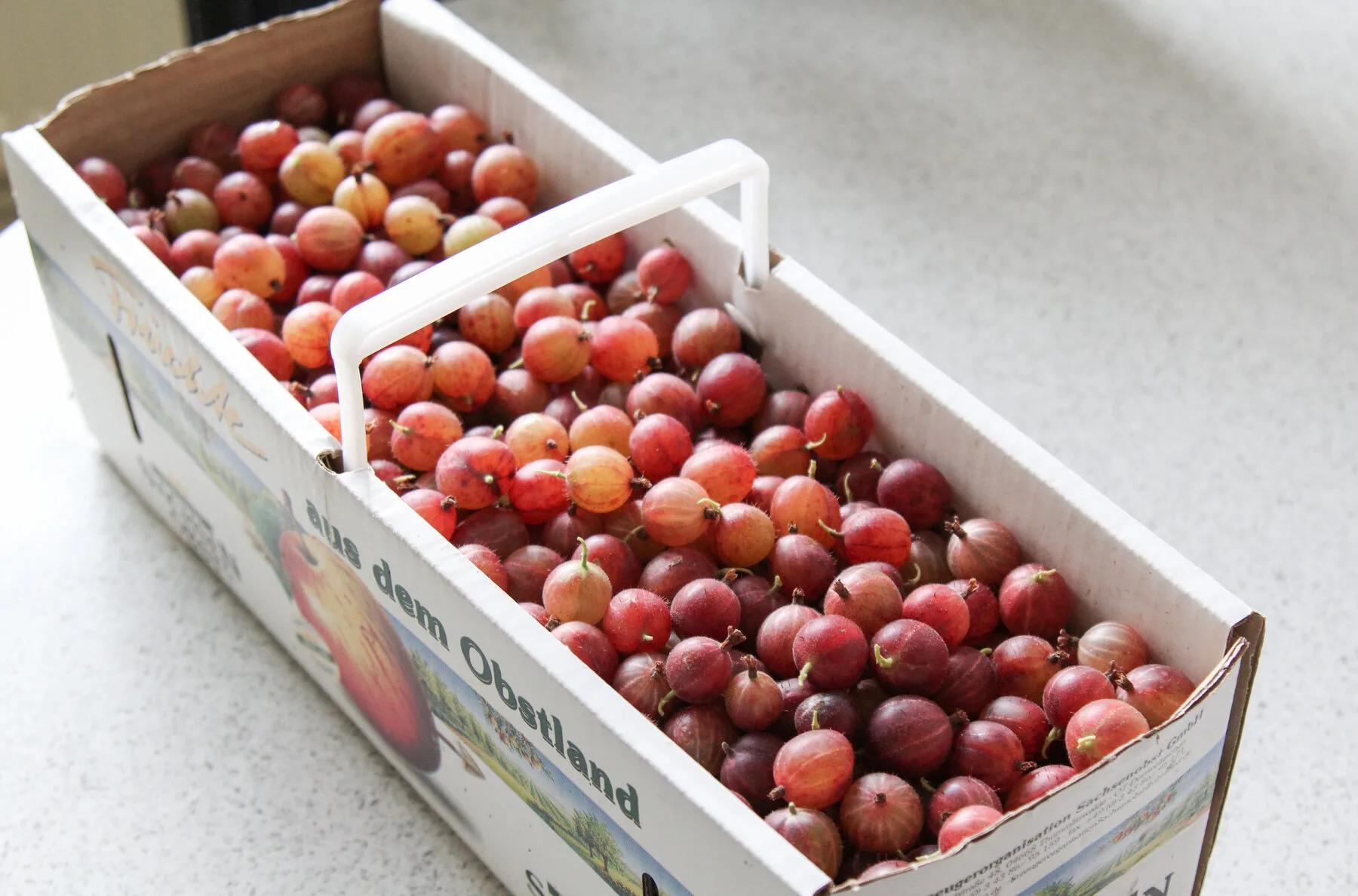 Eine Schale frisch geernteter Stachelbeeren in Grün, Gelb und Rot