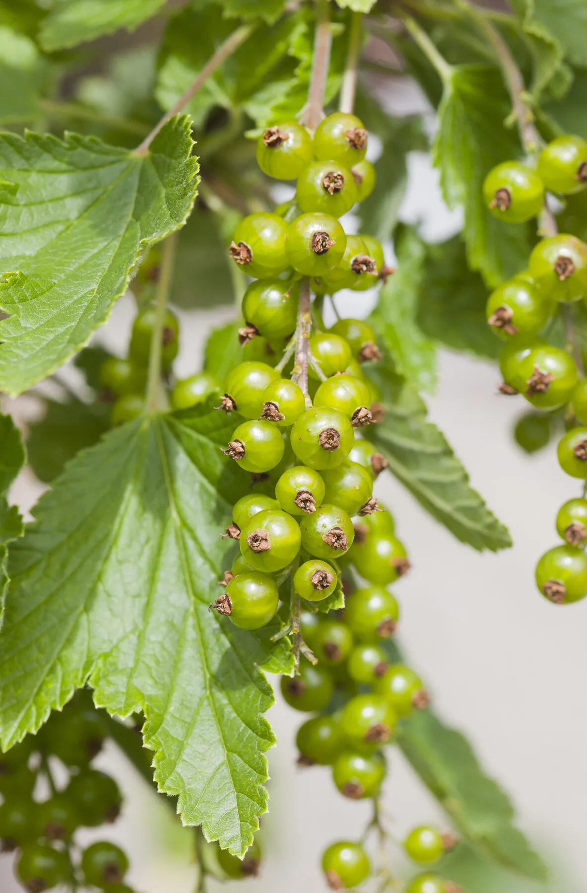 Rispe noch grüner Johannisbeeren an einem beblätterten Zweig
