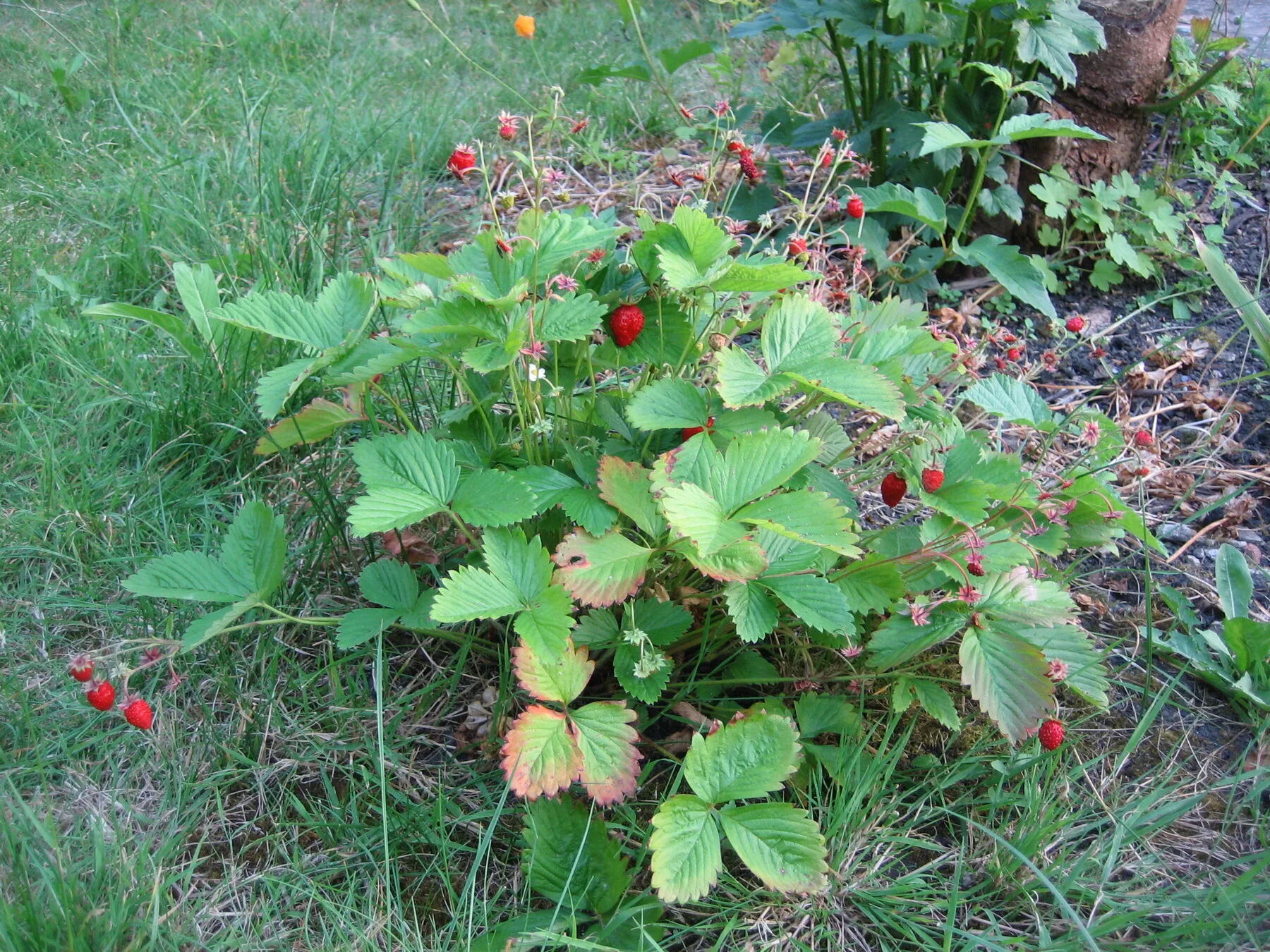 Erdbeerpflanze mit reifen roten Früchten, von der Ranken mit kleinen Tochterpflanzen ins Gras auslaufen