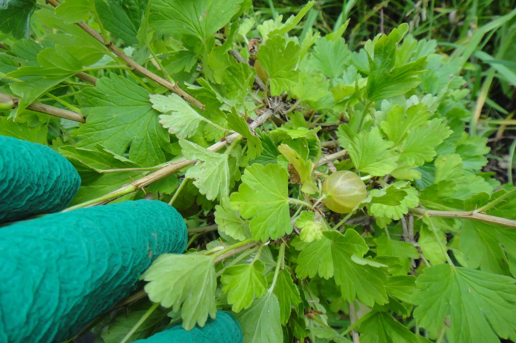 Dornige Triebe einer Stachelbeere mit gelappten Blättern und einer grünen Frucht, eine behandschuhte Hand hält einen Zweig beiseite