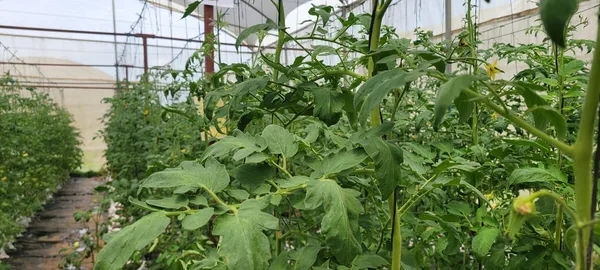 Tomatenpflanzen mit Stäben in einem hellen Gewächshaus, an einem Trieb gezogen
