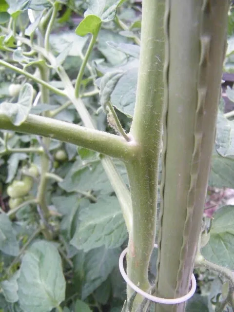 Nahaufnahme eines kleinen Geiztriebs in der Blattachsel einer Tomatenpflanze