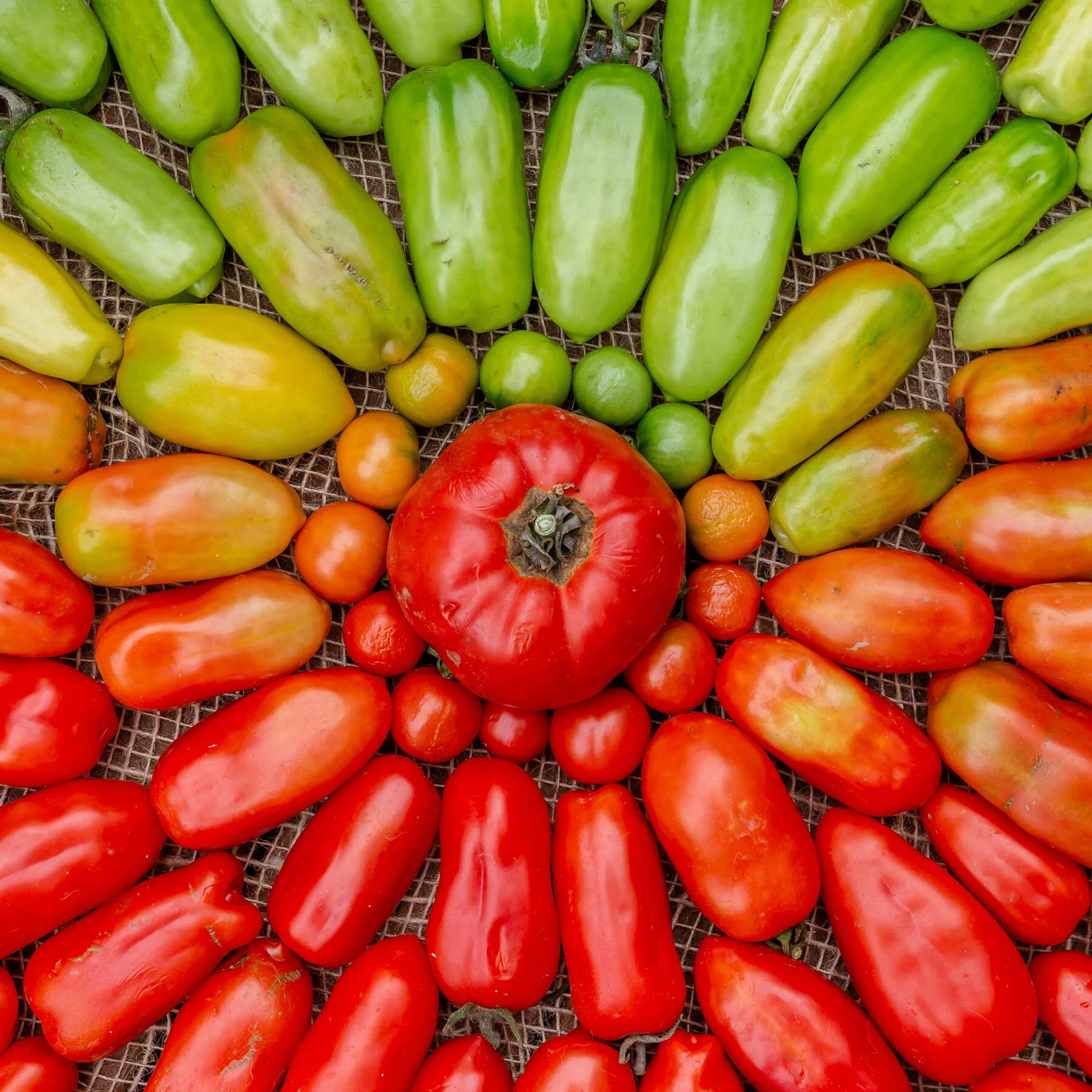 Selbst gezogene Tomaten von grün bis rot