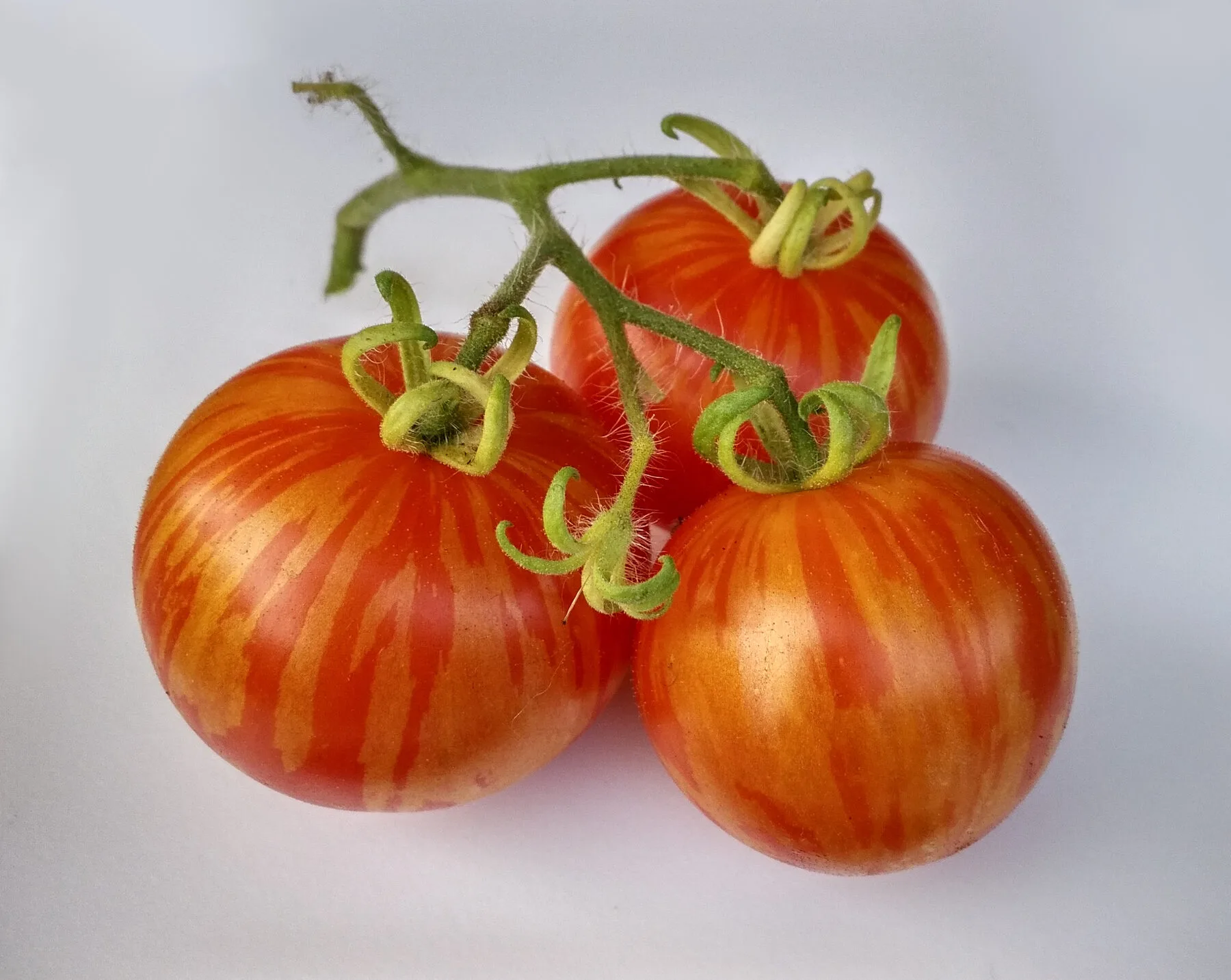 Reifende gestreifte Tomaten der Sorte Tigerella an einer Balkonpflanze