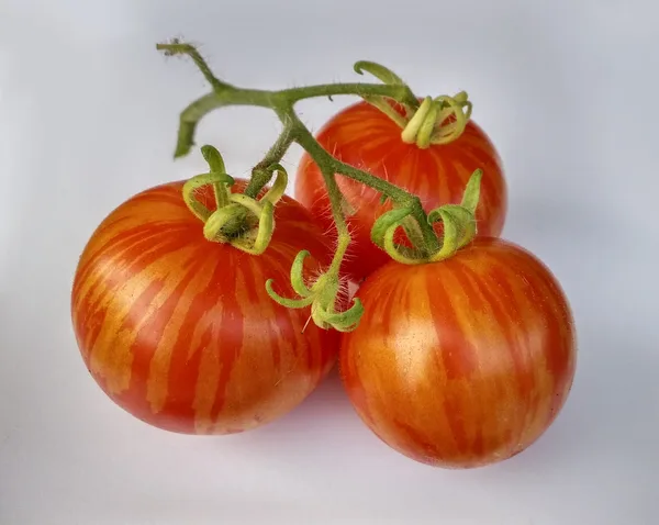 Reifende gestreifte Tomaten der Sorte Tigerella an einer Balkonpflanze