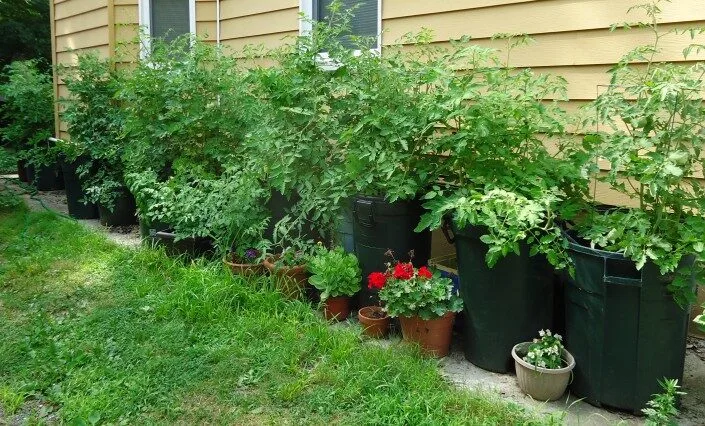 Kräftige Tomatenpflanzen wachsen in großen Kübeln im Freien