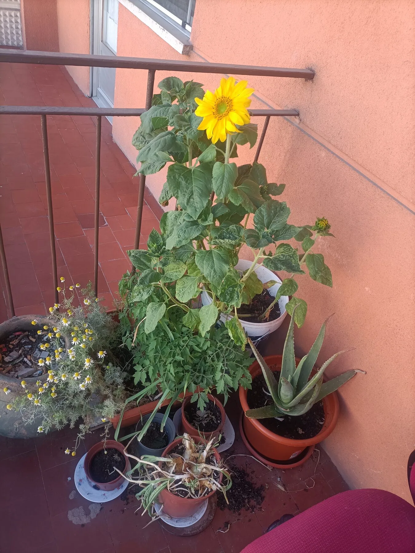 Kübelgarten auf einer Terrasse mit Sonnenblume und weiteren Pflanzen in Töpfen