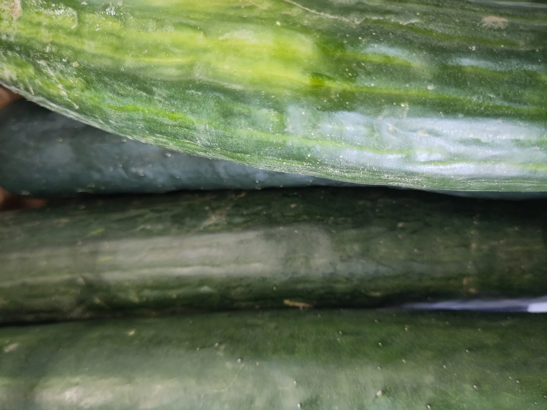 Verschiedene Gurkensorten von der langen Salatgurke bis zur kleinen Einlegegurke nebeneinander