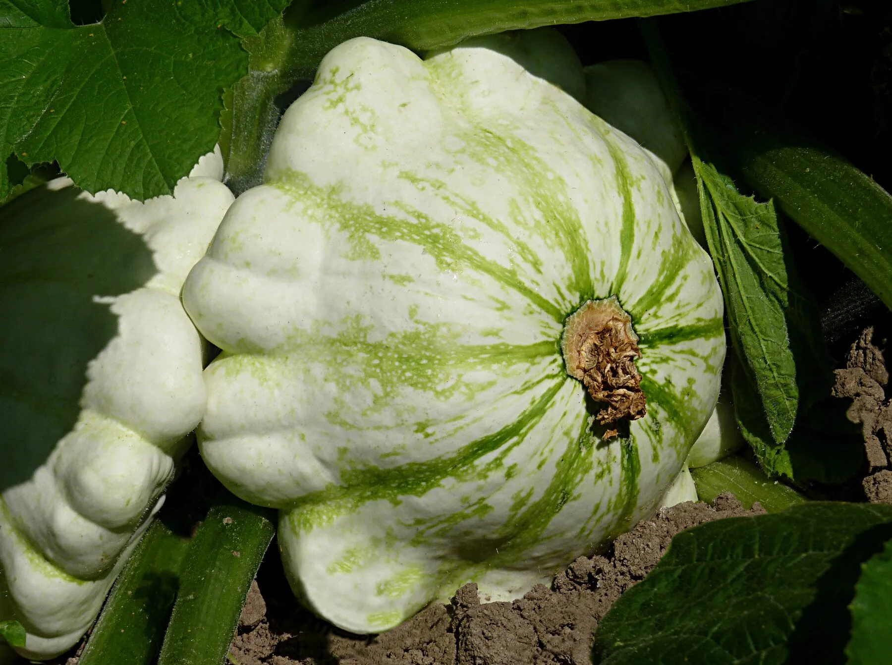 Weißer Patisson-Kürbis mit gewellter Untertassenform auf einem Feld