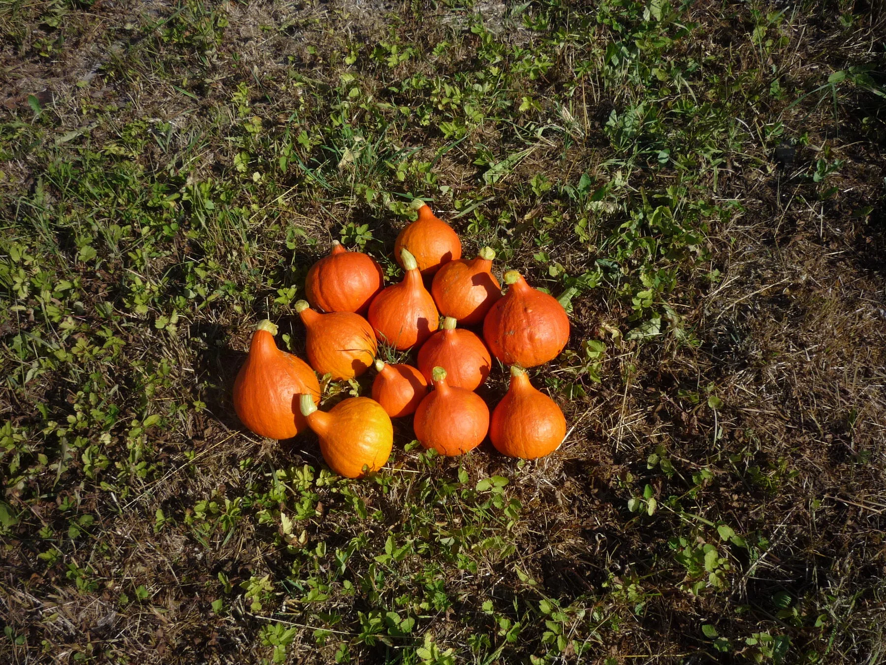 Leuchtend orange Hokkaido-Kürbisse
