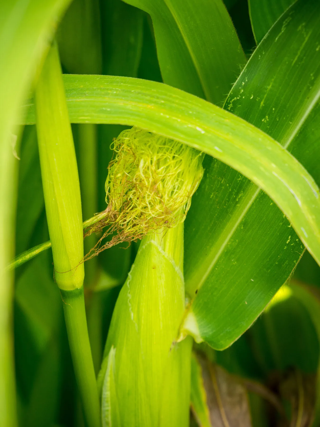 A young corn cob on the plant with pale silks hanging out