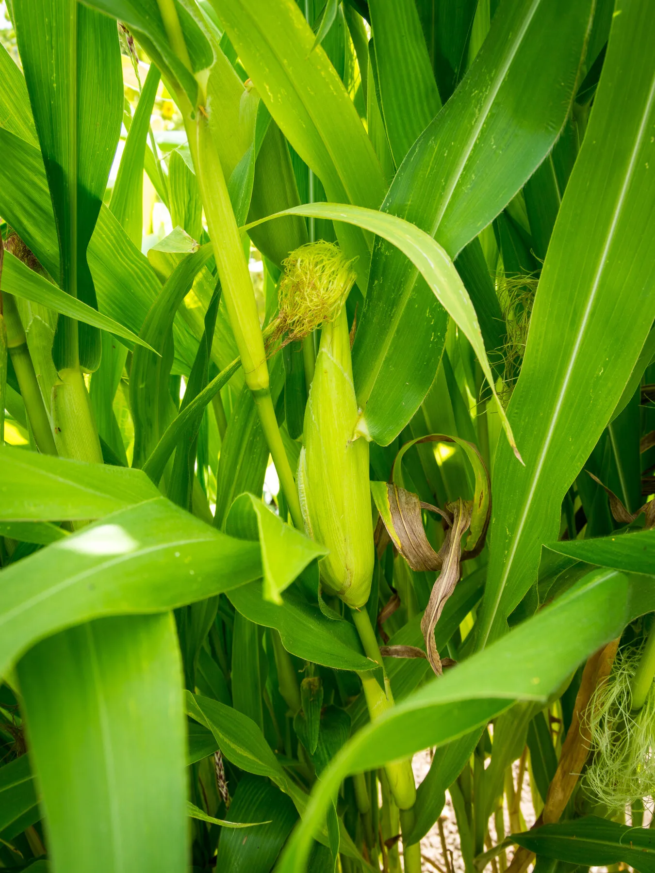 Densely standing sweetcorn plants with cobs