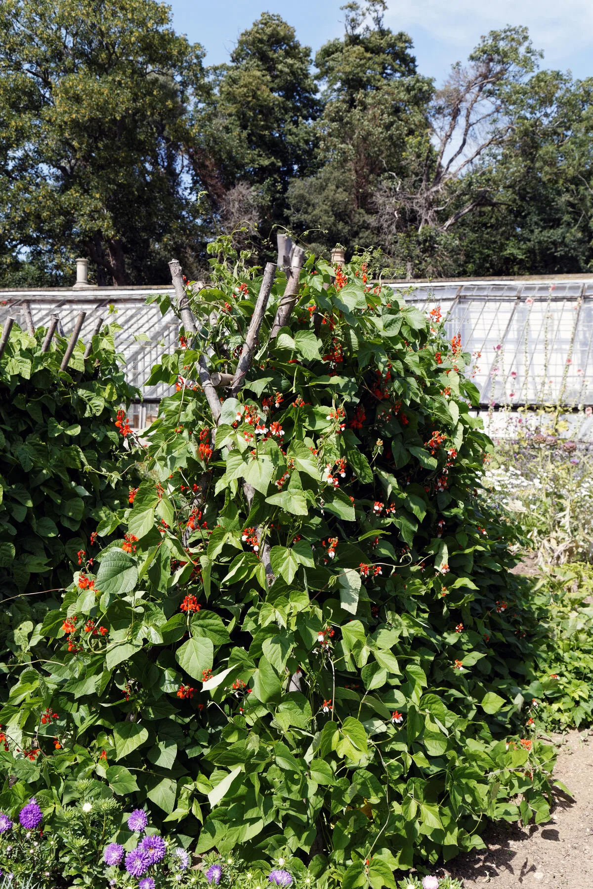 Feuerbohnen mit leuchtend roten Blüten ranken an einer Stangenpyramide im Gemüsegarten