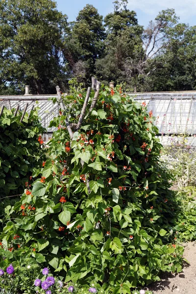 Feuerbohnen mit leuchtend roten Blüten ranken an einer Stangenpyramide im Gemüsegarten