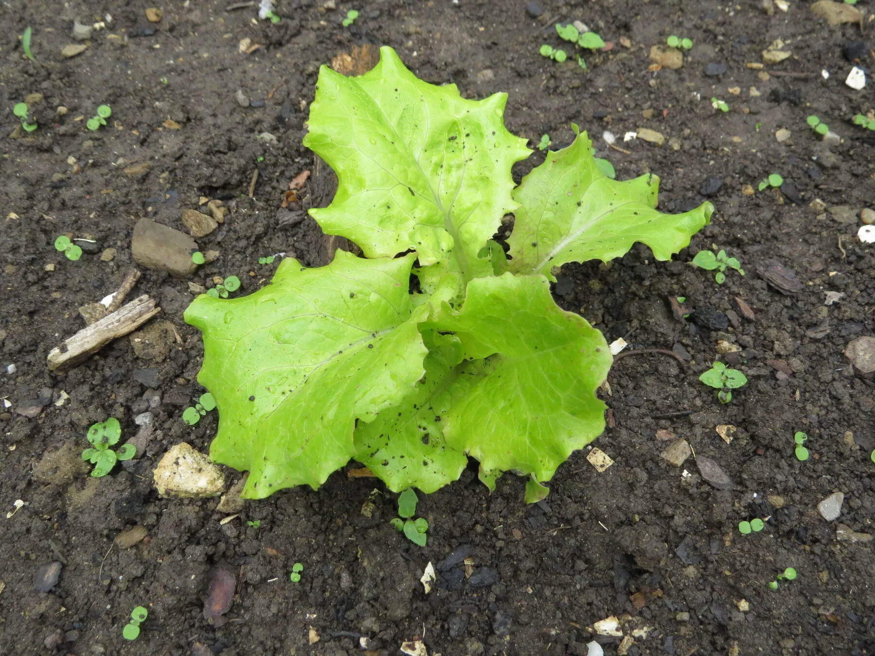 Junge Kopfsalatpflanzen wachsen in Reihen in einem Gartenbeet