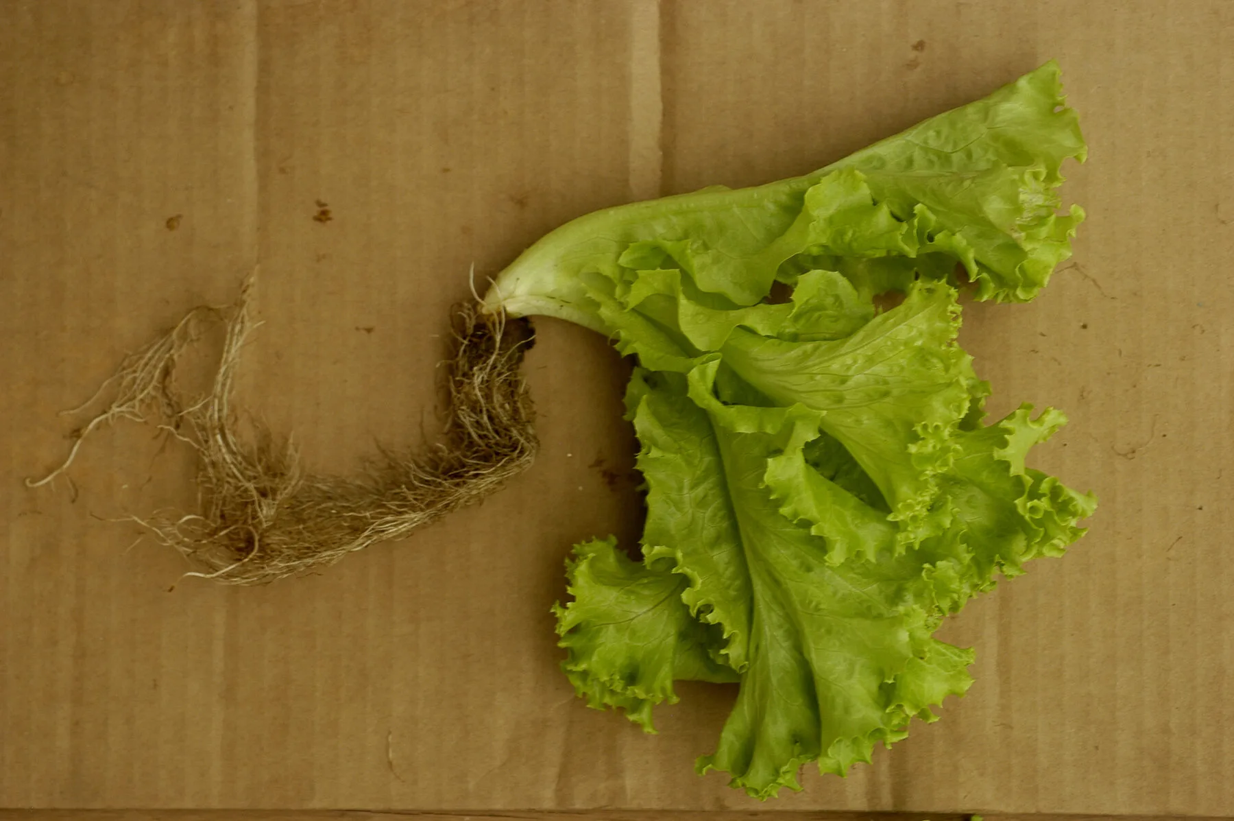 Green loose-leaf lettuce with leaves and root