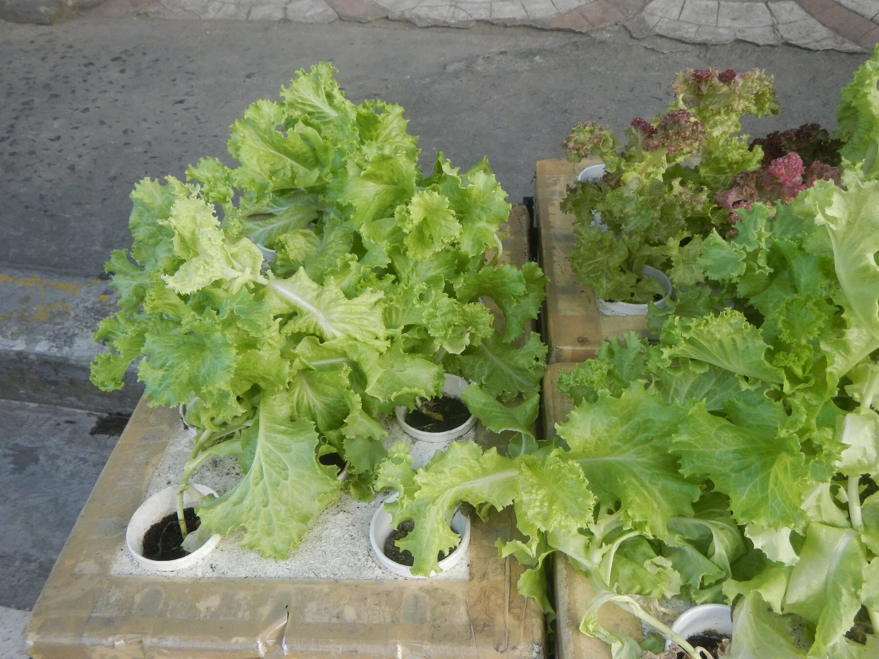Lettuce plants in straight rows in a vegetable field