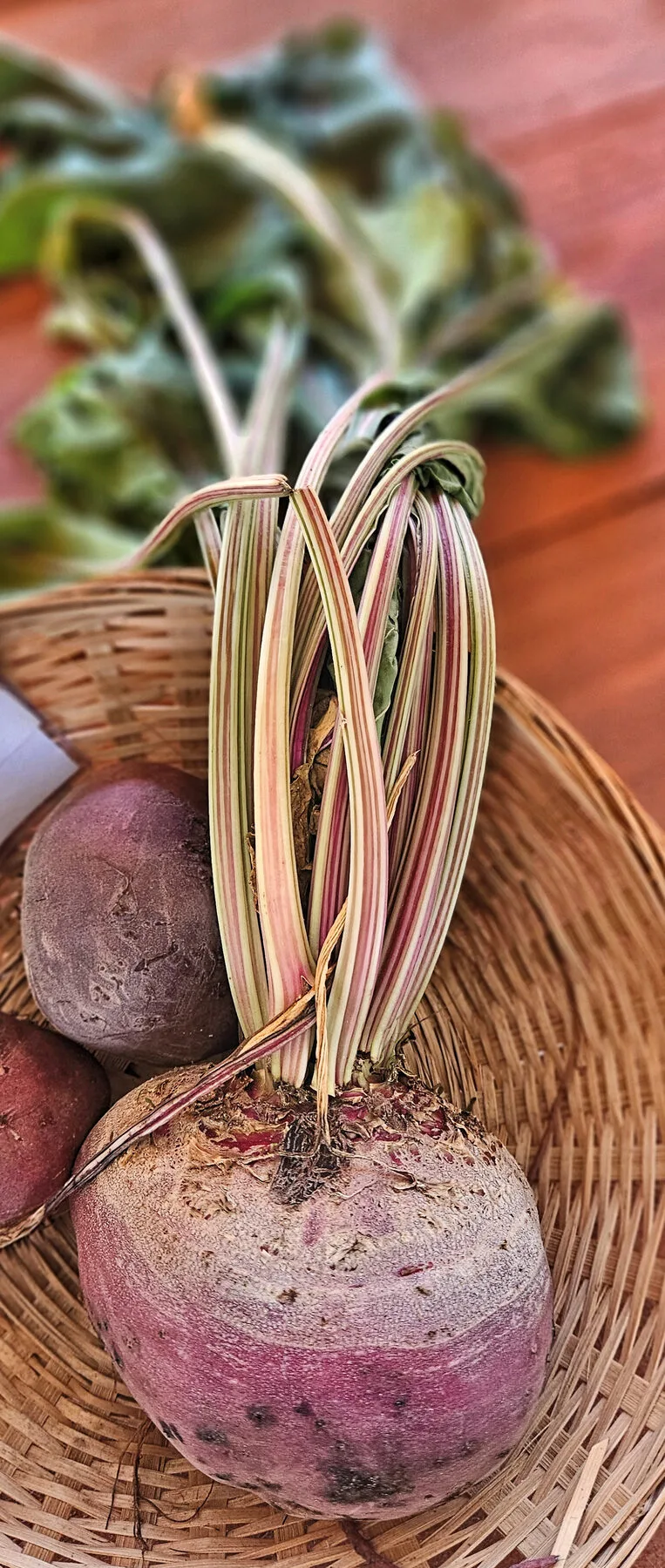 Fresh beetroots with red-and-green striped leaf stalks in a basket
