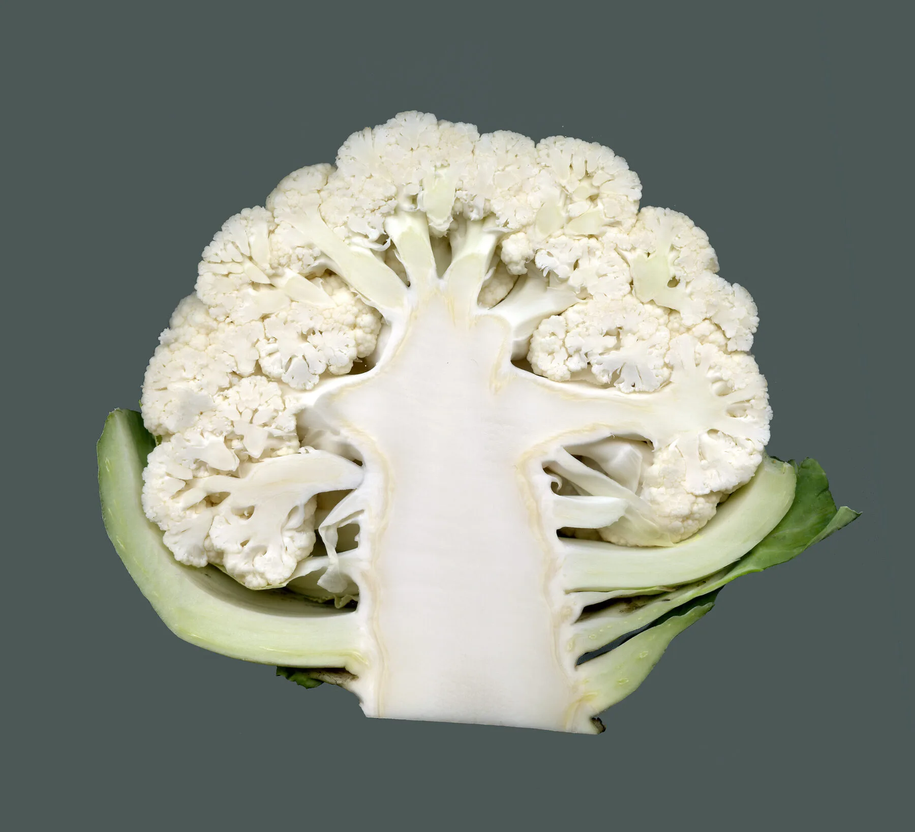 Ein längs aufgeschnittener weißer Blumenkohl zeigt den verzweigten Blütenstand