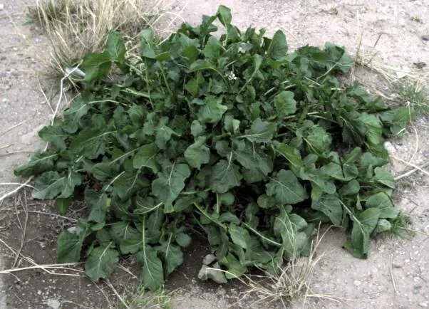 Rucola-Pflanze mit gebuchteten grünen Blättern in einer Rosette