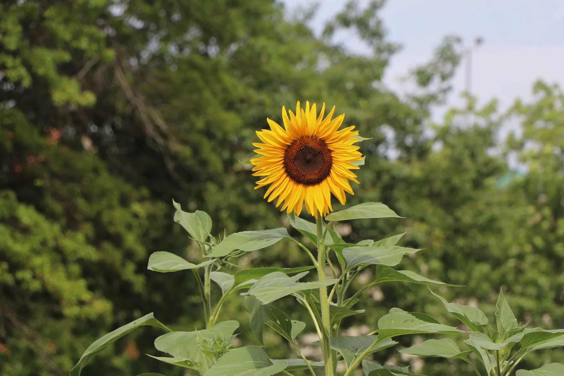 Eine hohe Sonnenblume mit leuchtend gelber Blüte über grünem Laub