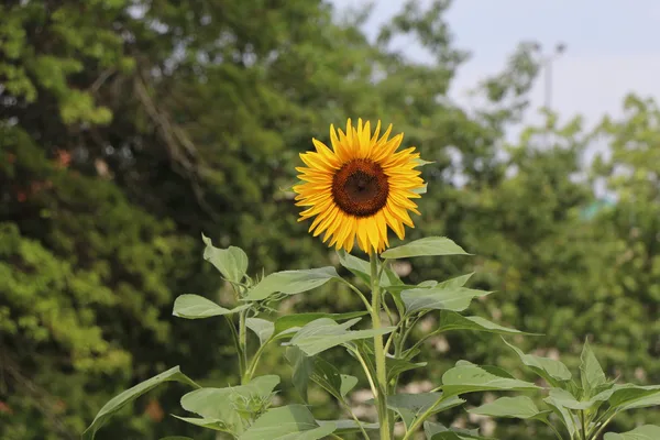 Eine hohe Sonnenblume mit leuchtend gelber Blüte über grünem Laub