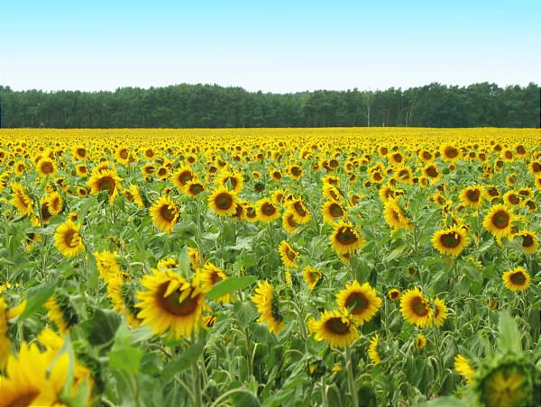 Ein Feld voller blühender Sonnenblumen unter blauem Himmel