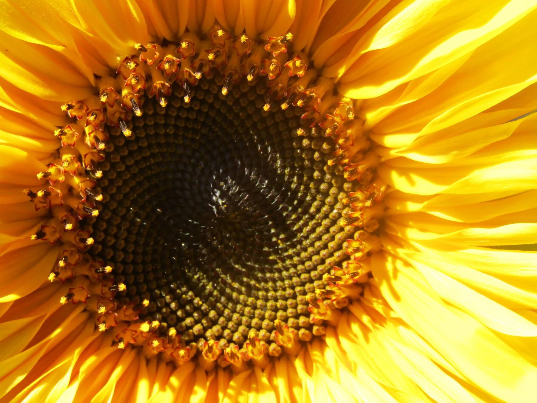 Nahaufnahme der Mitte einer Sonnenblume