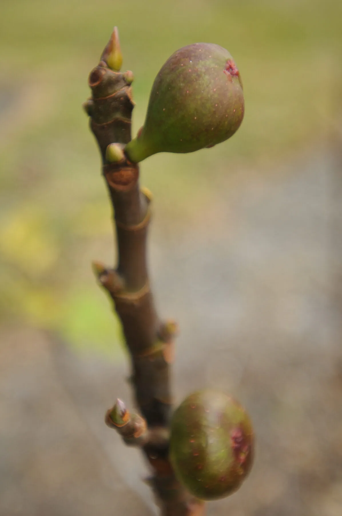Junge Feigen und Knospen an einem Feigentrieb