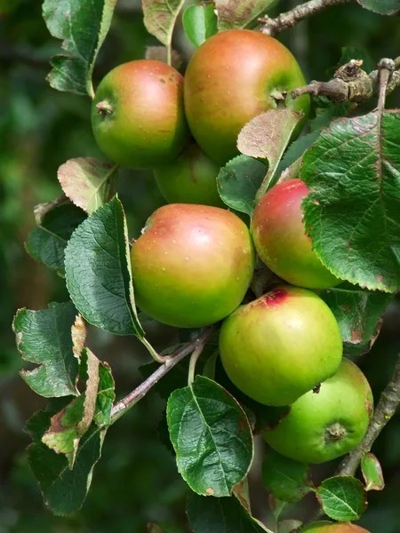 Reifende grün-rote Äpfel hängen dicht an einem belaubten Zweig