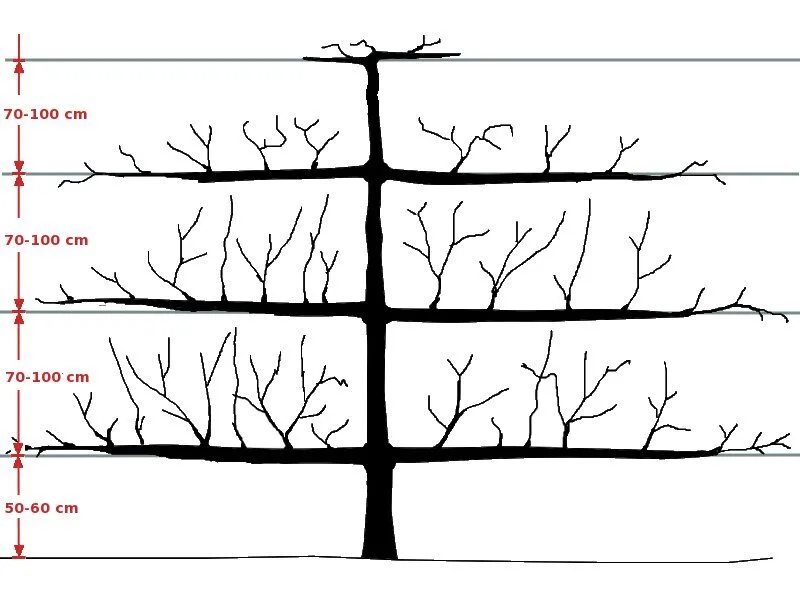 Schematische Zeichnung eines waagerecht erzogenen Spalier-Obstbaums mit mehreren Etagen