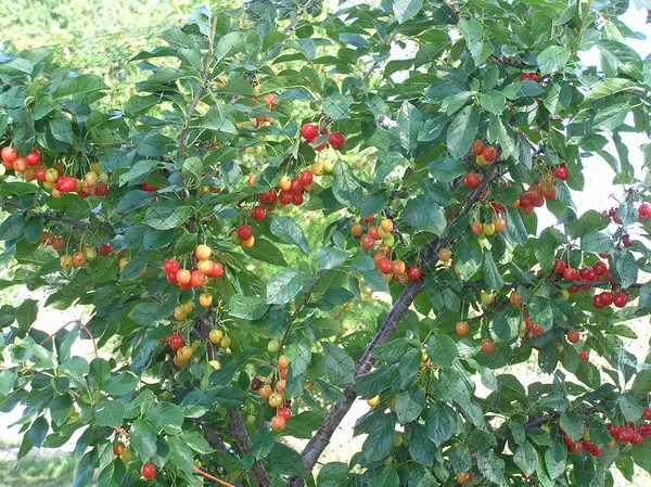 Sauerkirschbaum voller rot und gelb reifender Kirschen unter einem Vogelschutznetz