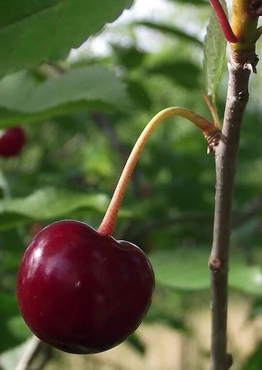 Close-up of a single dark red sour cherry on a twig