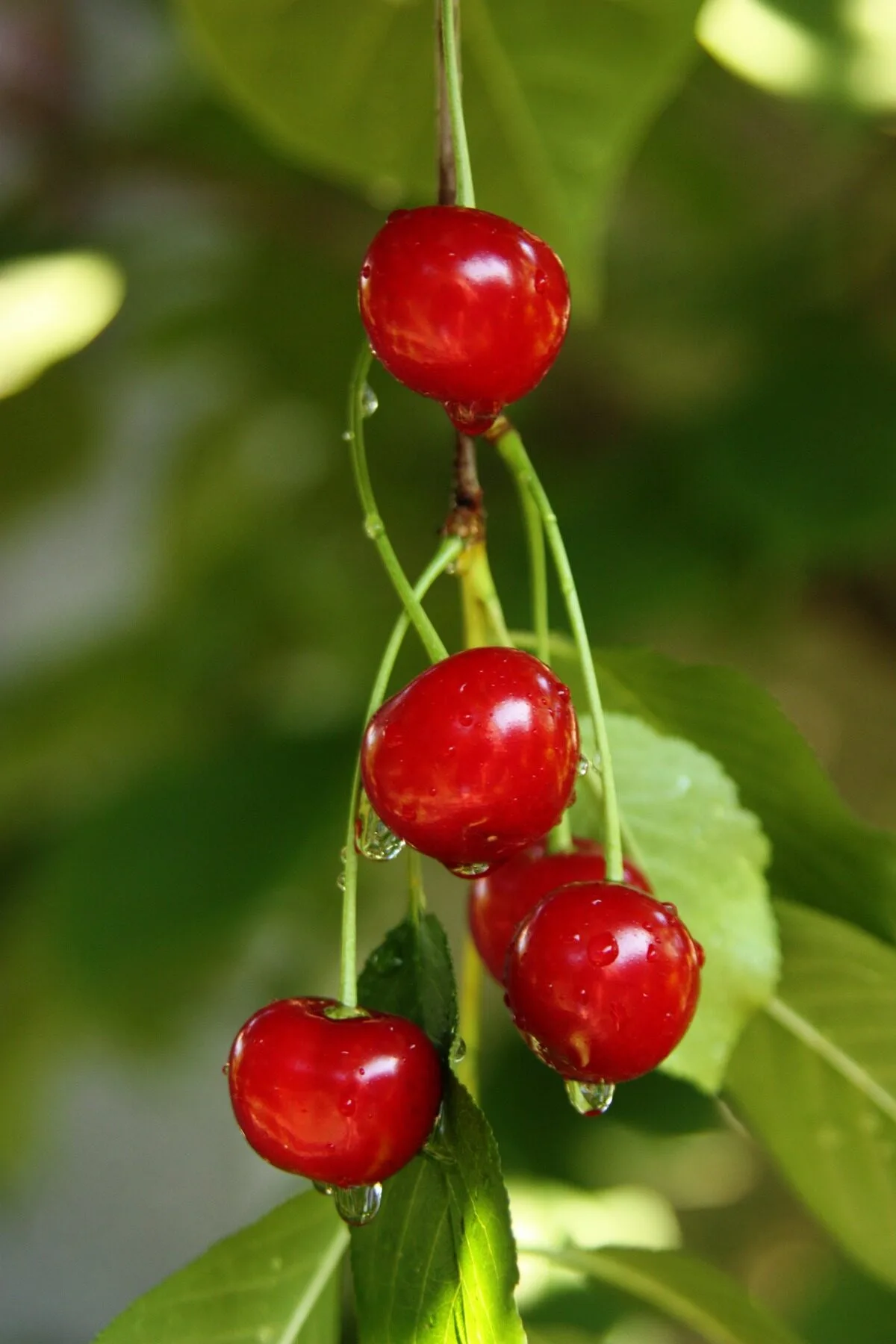 Several dark red sour cherries