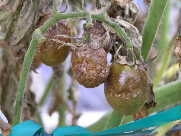 Tomatenblatt mit den braunschwarzen Flecken der Kraut- und Braunfäule