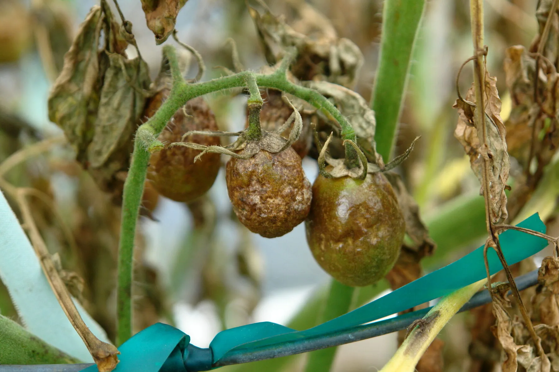 Tomatenfrucht mit großer brauner, lederartiger Fäulestelle