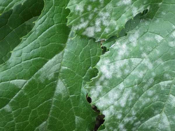 Zucchiniblatt mit weißem, mehligem Belag des Echten Mehltaus auf der Blattoberseite