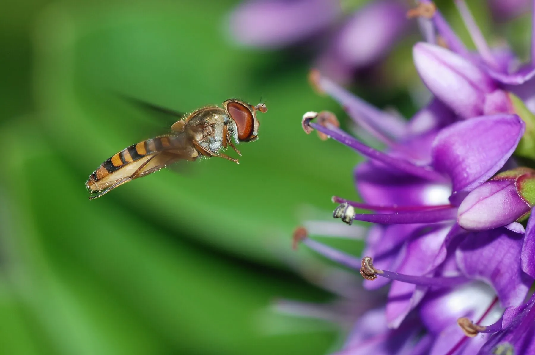 Hoverfly with yellow-black markings sitting on a flower
