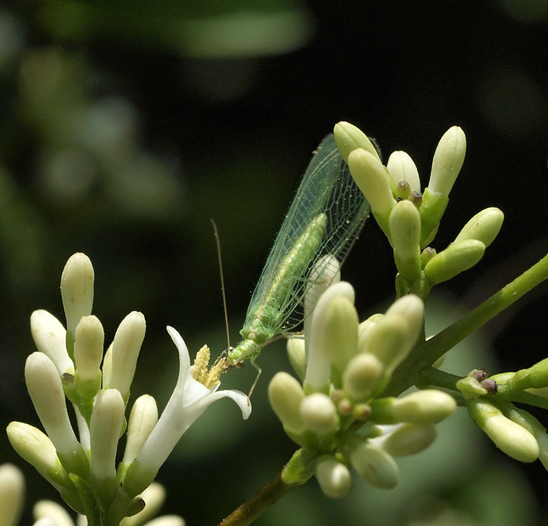 Green lacewing with delicate wings and golden eyes