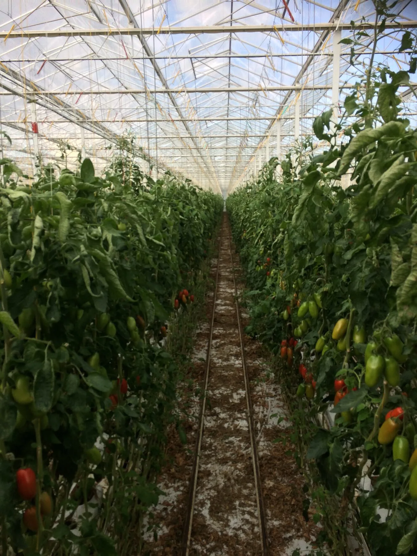 Rows of single-stem tomato plants trained up on strings in a greenhouse