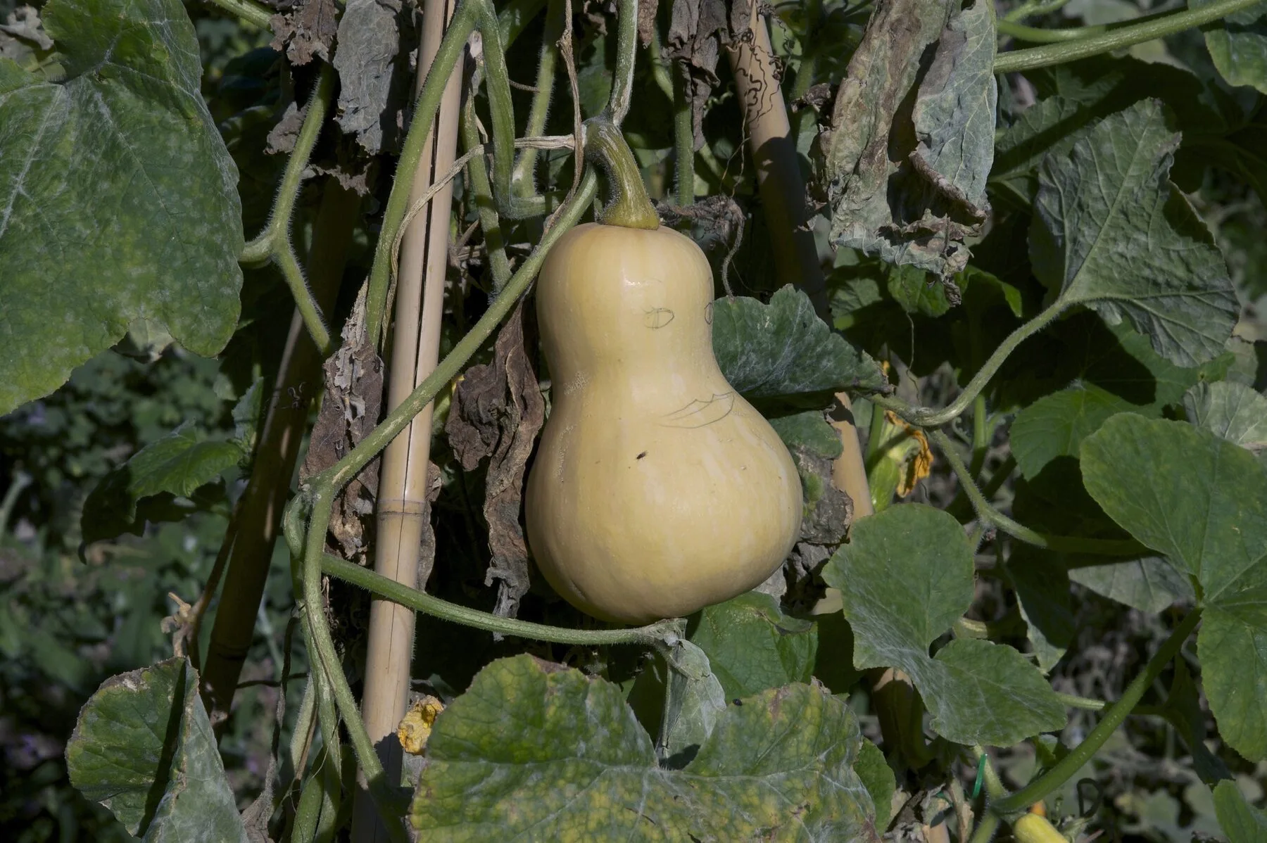 Reifer beiger Butternut-Kürbis am Strauch, umgeben von absterbendem Laub
