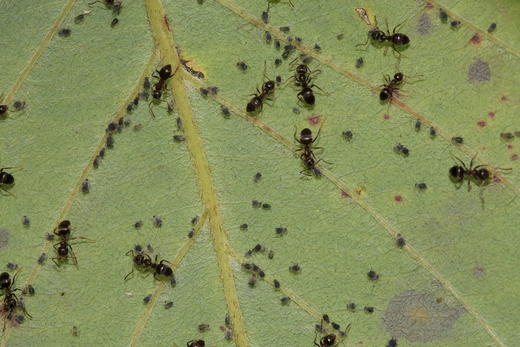 Schwarze Gartenameisen zwischen einer Kolonie grauer Blattläuse auf einem Blatt