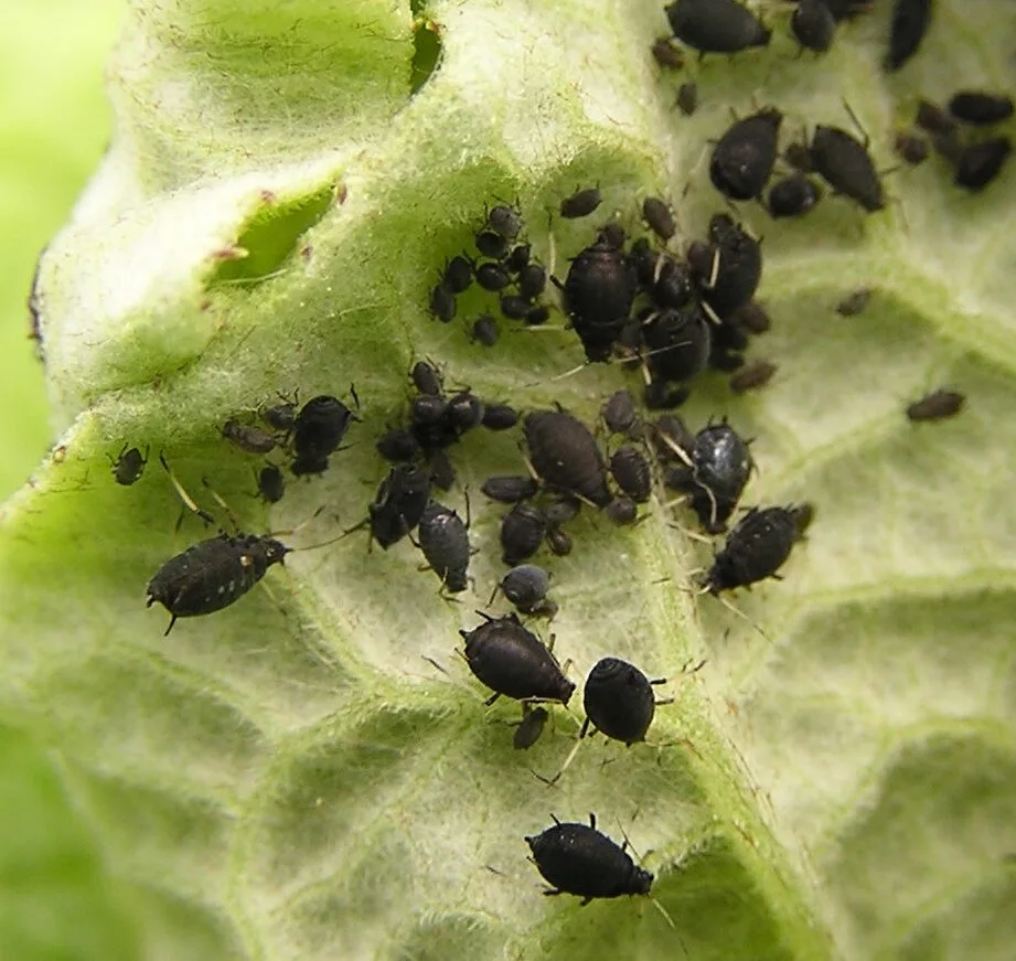 Kolonie schwarzer Bohnenläuse auf einer Blattunterseite