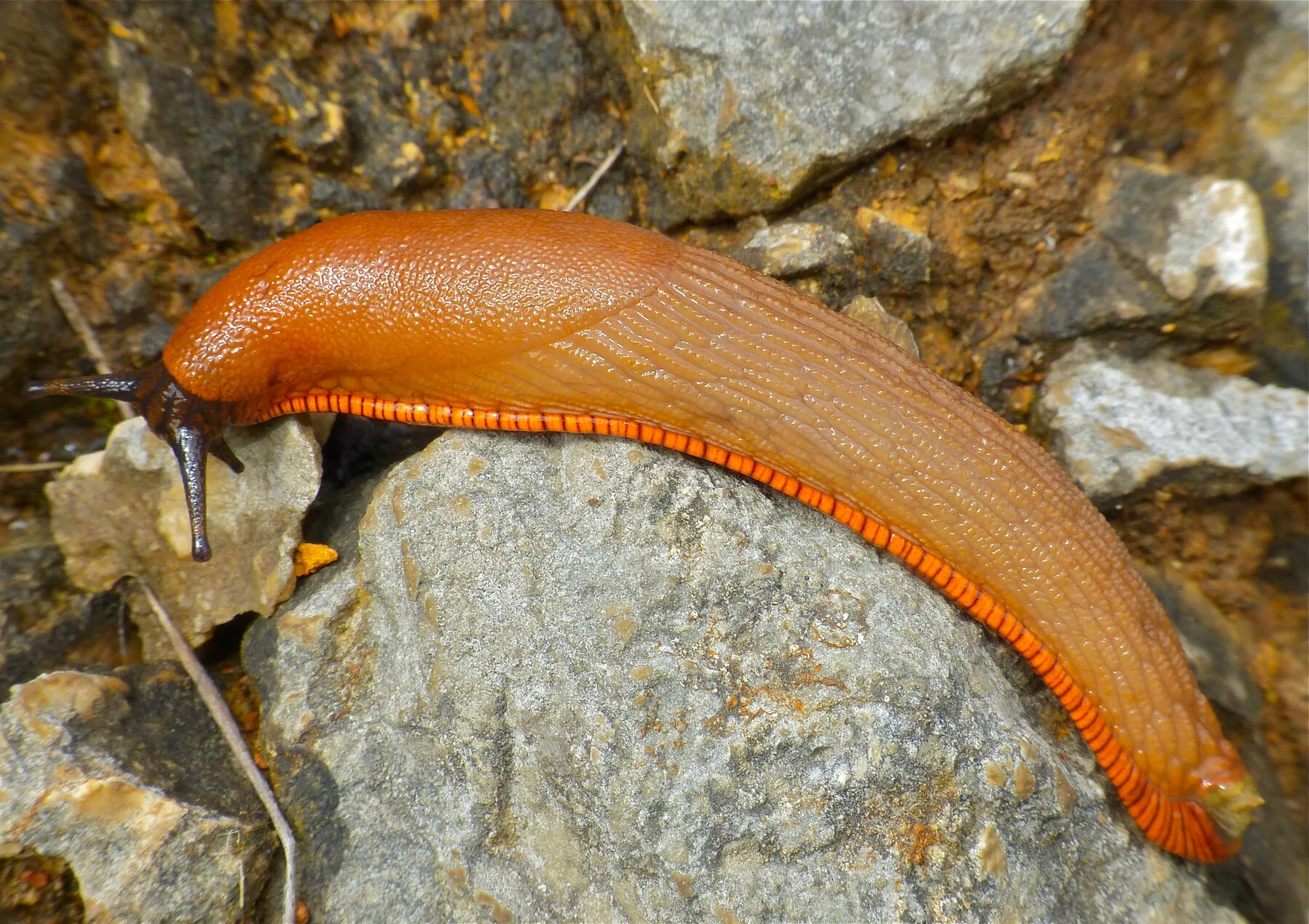 Orangebraune Spanische Wegschnecke mit orangefarbenem Fußsaum kriecht über einen Stein