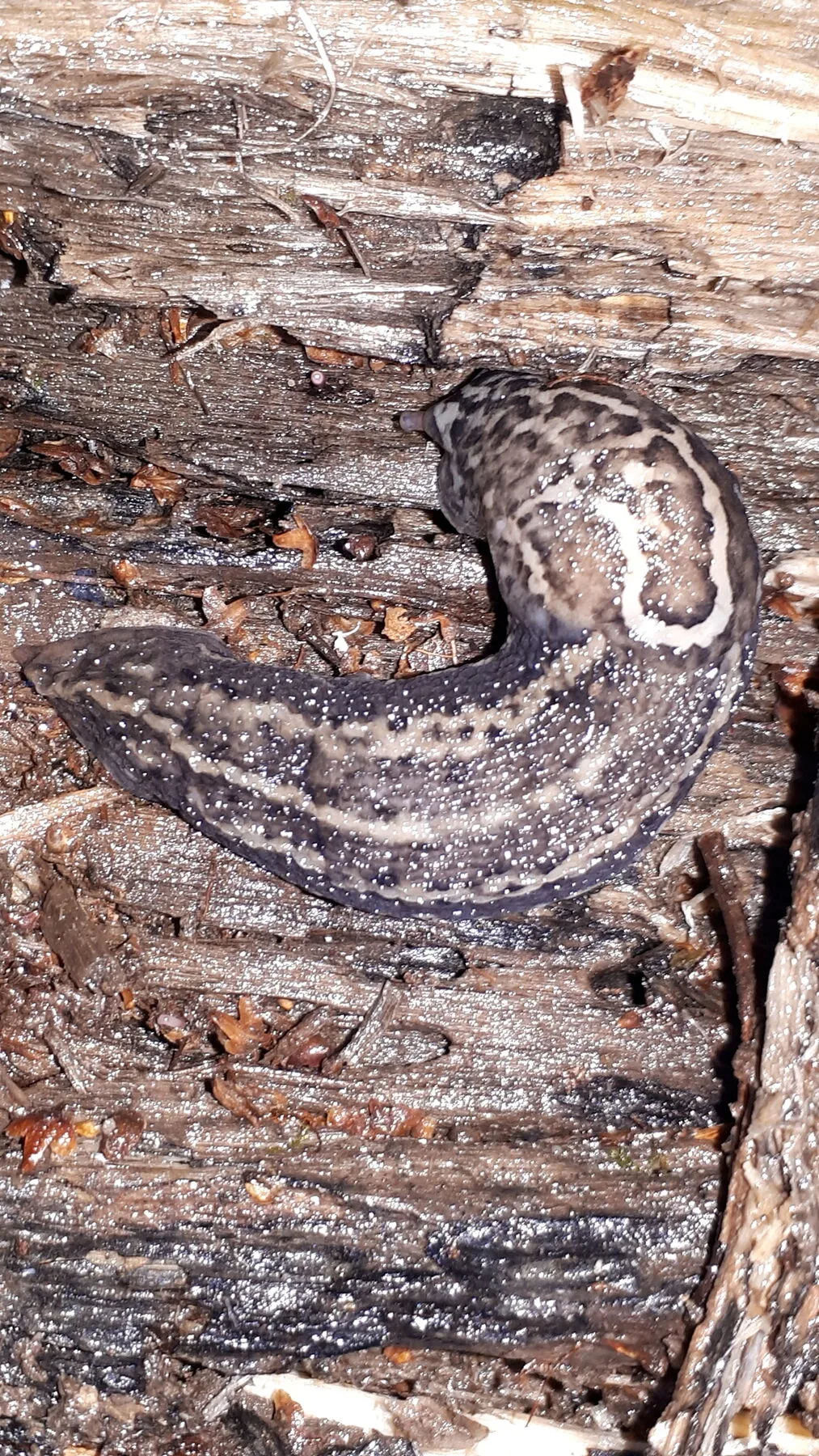 Leopard slug with dark spots on a pale grey body on rotten wood