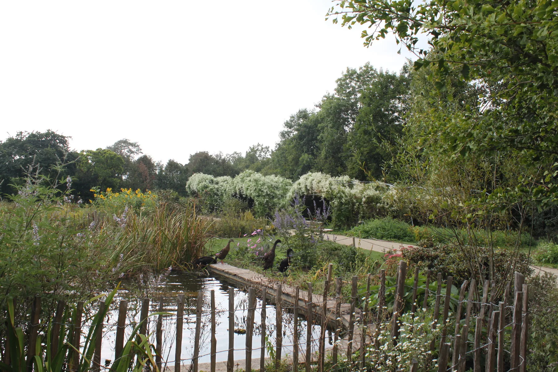 Indian runner ducks at the edge of a garden pond among flowering beds