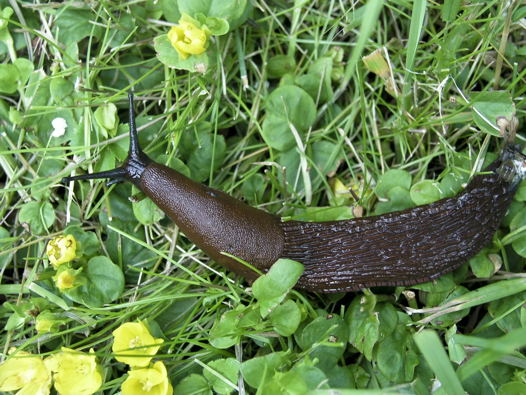 Brown Spanish slug from above on damp ground