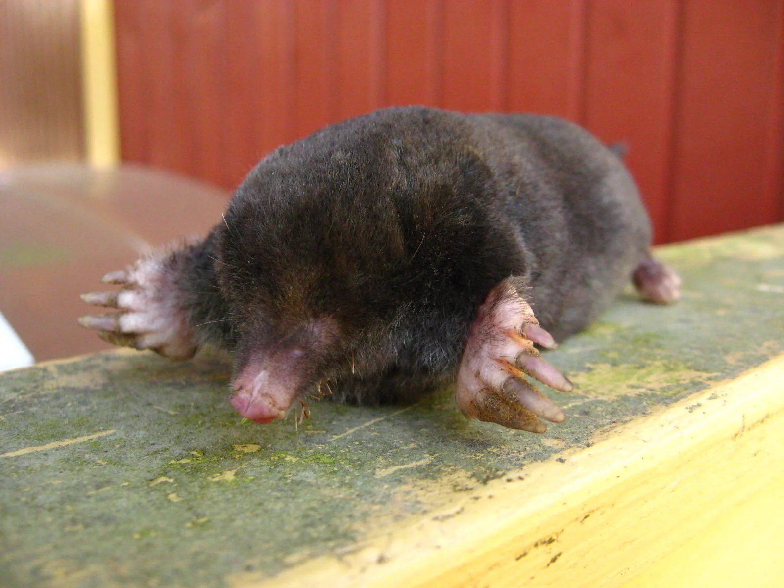Europäischer Maulwurf mit schwarzem Fell, rosa Rüssel und großen rosa Grabschaufeln