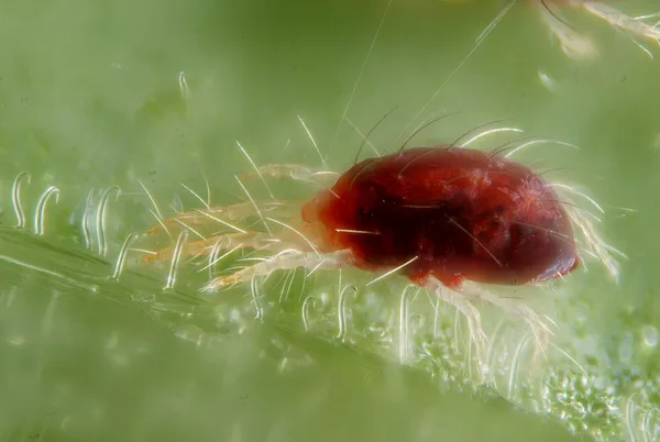 Extreme Nahaufnahme einer roten Spinnmilbe mit acht Beinen und feinen Spinnfäden auf einem Blatt